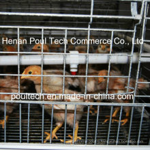Chick Brood Cage